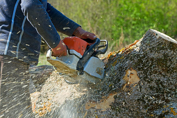 Best Arborist Consultation Services  in Blacksburg, SC